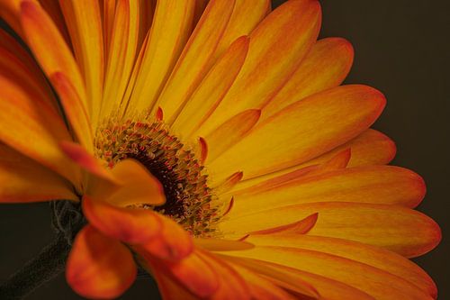 Een stralende Gerbera in warme kleuren