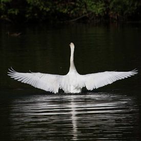 Cygne gracieux sur Luc Sijbers