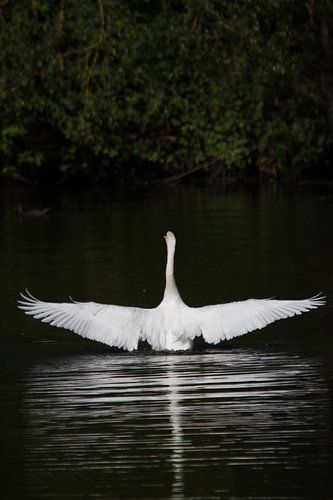 Gracefull swan