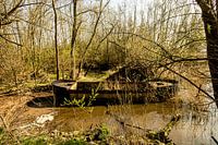 Altes Boot im Biesbosch