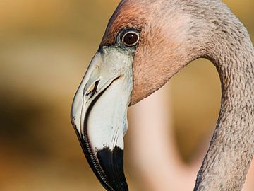 Flamant rose en gros plan sur Machiel Zwarts