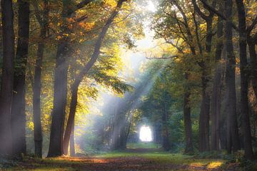 Sonnenstrahlen im Wald an der Fraeylemaborg Slochteren von Rick Goede