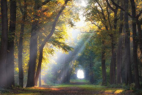 Sunbeams in the forest at Fraeylemaborg Slochteren