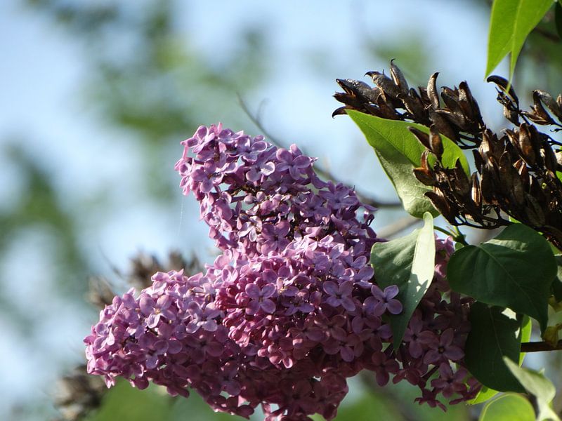 Spring Flowers Collection by Marinescu Dan