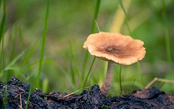 Mushroom on a branch in the forest by Jeff van Roosmalen