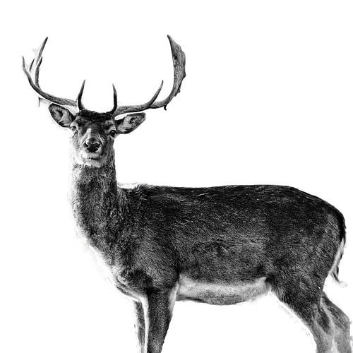 Porträt eines Hirschs