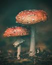 In de herfst van hun bestaan van Marcel Bakker thumbnail