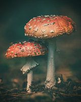 In de herfst van hun bestaan
