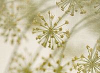 dill