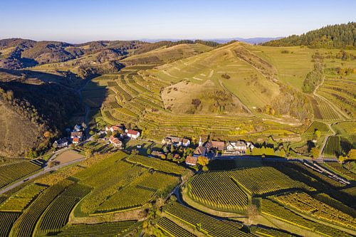 Vue aérienne des vignobles à Vogtsburg im Kaiserstuhl