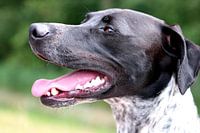 Le meilleur ami de l'homme