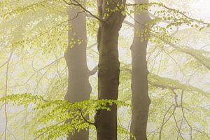 Frische grüne Blätter im Frühling - Utrechtse Heuvelrug