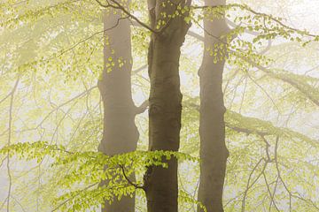 Feuilles fraîches et vertes au printemps - Utrechtse Heuvelrug sur Sjaak den Breeje