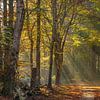 Speulderbos - Zonnestralen van Frank Smit Fotografie