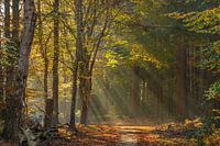 Speulderbos - Zonnestralen