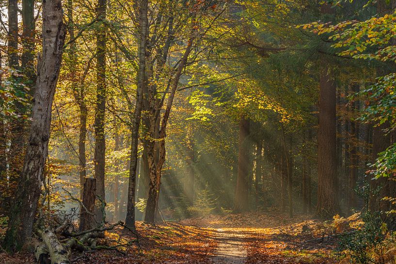 Speulderbos - Sonnenstrahlen von Frank Smit Fotografie