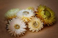 Strohblumen