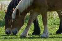 Two grazing horses in close-up