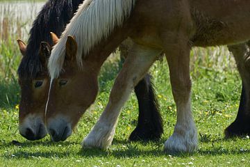 Grazende paarden in close-up van Gevk - izuriphoto