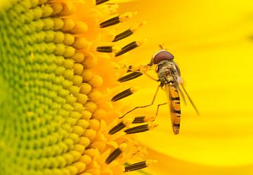 Sonnenblume mit Schwebfliege von Ruurd Jelle Van der leij