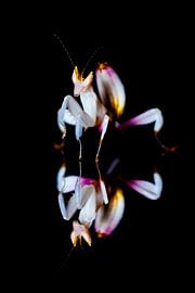 Mantide d'orchidée se reflétant sur un fond noir sur Roland Brack