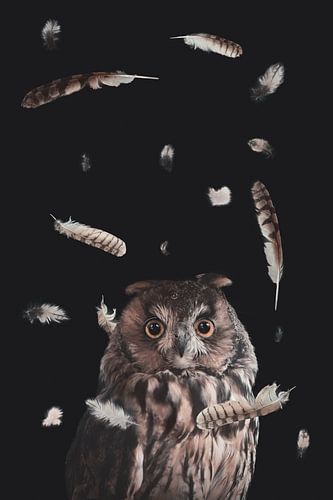 Majestueuze Ransuil Levitatiefoto: Betoverende Gratie en Mysterie op Zwarte Achtergrond