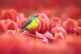 Singing bird among red tulips by Paula Darwinkel
