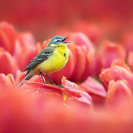 Zingende vogel tussen rode tulpen van Paula Darwinkel