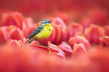 Zingende vogel tussen rode tulpen van Paula Darwinkel
