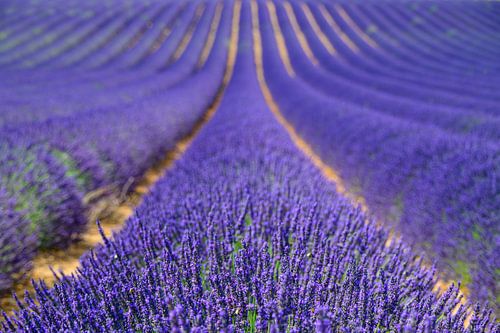 Bloeiende lavendel in de Provence tijdens een zomerse dag