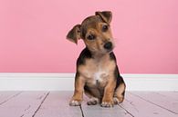 Jack Russell pup in het roze van Elles Rijsdijk thumbnail