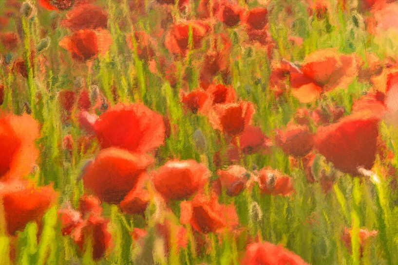Coquelicots au soleil couchant par Geert Van Baelen