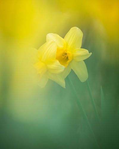 Jonquilles romantiques en vert