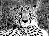 Rustende cheetah van Jan van Reij thumbnail