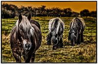 paarden