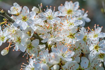 Witte fruitboom bloeit van Achim Prill