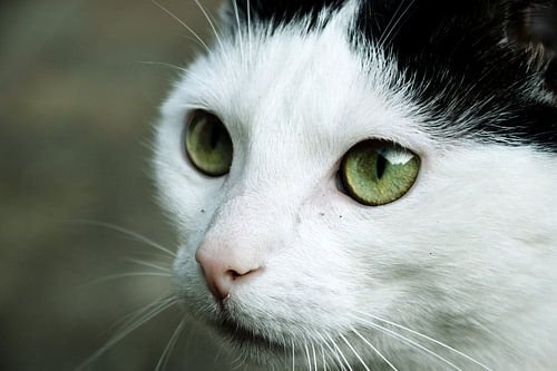 Gros plan sur un chat aux beaux yeux verts