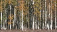 Birch forest autumn colours by Vincent Fennis thumbnail