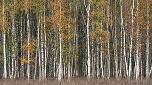 Couleurs d'automne de la forêt de bouleaux