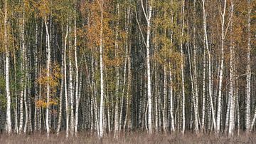 Birke Wald Herbstfarben von Vincent Fennis