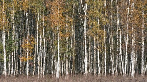 Birch forest autumn colours