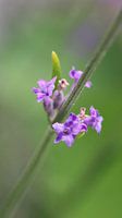 Lavender (Lavandula)