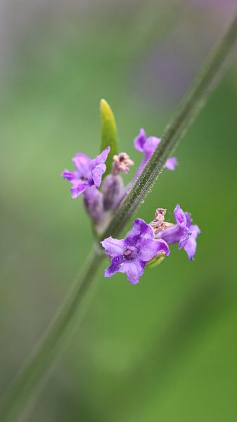 Lavendel (Lavandula) von Beatrice Heinze