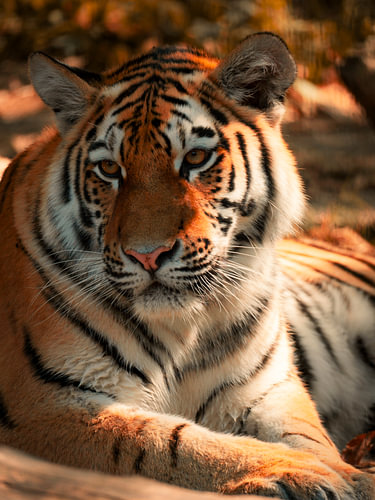 Regard doré