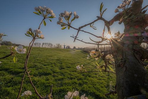 Bloesem fruitboom en molen 01