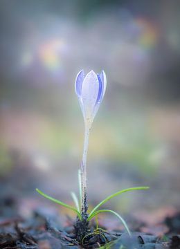 Lente in aantocht van Shanna van Mens Fotografie