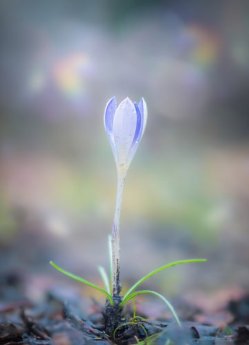 Lente in aantocht