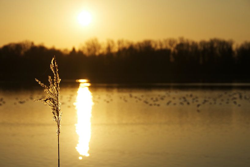 Enjoy high grass in the evening sun by Frank Amez (Alstamarisphotography)