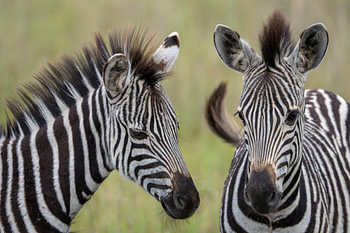Zebra: Junge Neugier