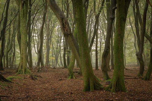 Dancing trees